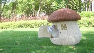 Funny cat in the mushroom | Cute Turkish Angora video