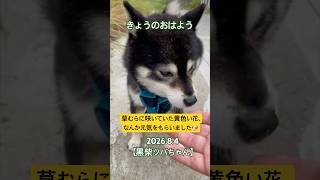 草むらに咲いていた黄色い花、なんか元気をもらいました🐶☺️【今日のおはよう】本日2110歩