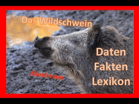 Das Wildschwein