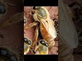 🎧 ABEJA 🐝 REINA 【𓀤】📼✮✮✮