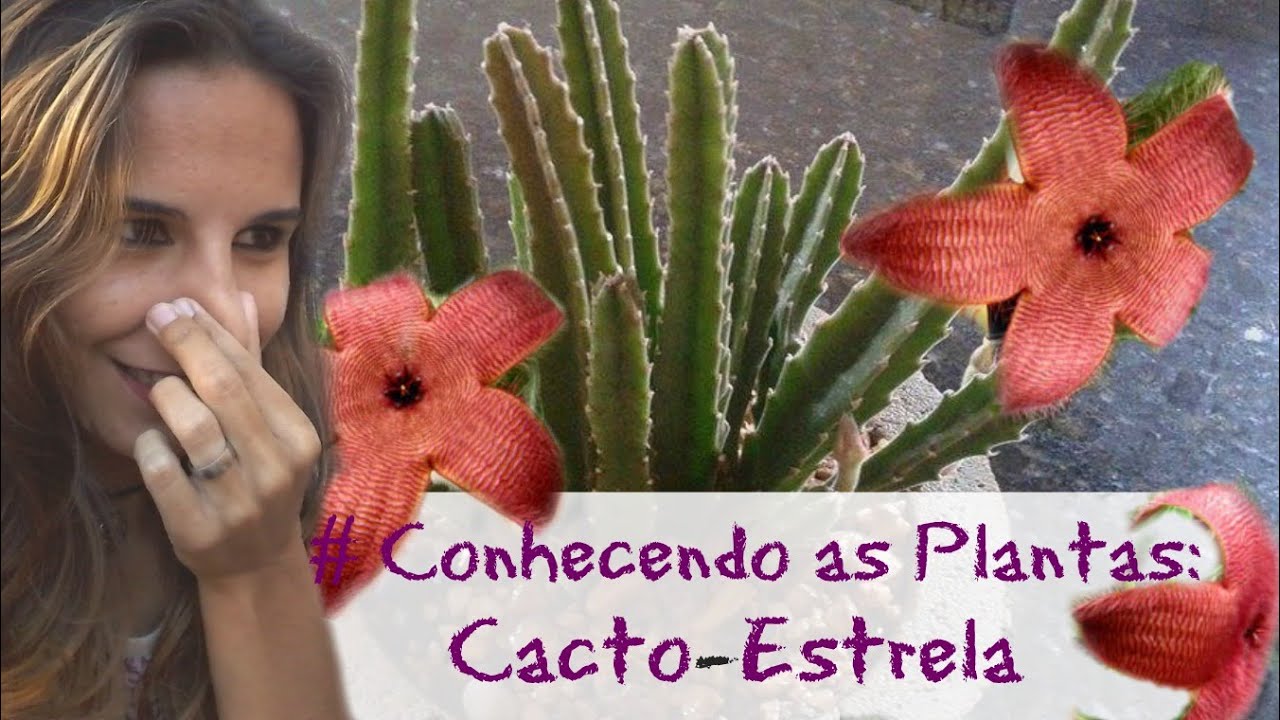 Conhecendo as Plantas: Cacto Estrela - thptnganamst.edu.vn