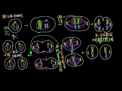 高一生物2-1觀念08減數分裂的階段與套數問題