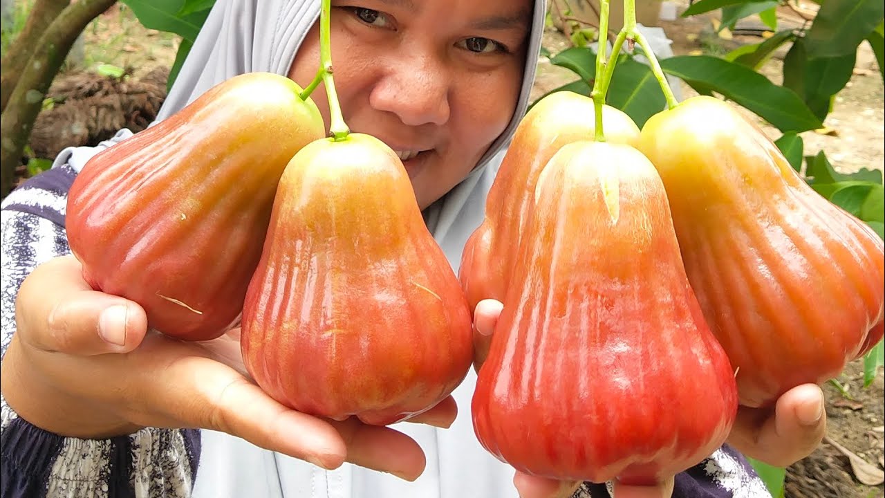 Jambu Barbie Sugar Mulai Belajar Maksimal