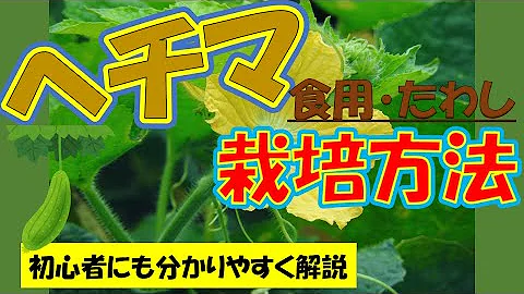 ヘチマ Mp3