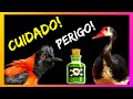 AVES VENENOSAS QUE PODEM MATAR. PATO FERRÃO E PITOHUI DE PENACHO