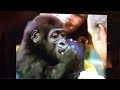 Clip of Amani the baby gorilla on the Jonny Carson Show 1