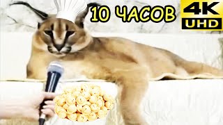 картинка: Вот он настоящий пельмень (шлепа рекламирует пельмени) 10 часов | 10 hours
