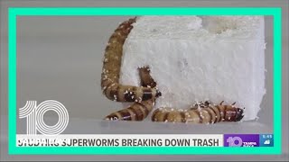 Superworms could be the future of plastic recycling