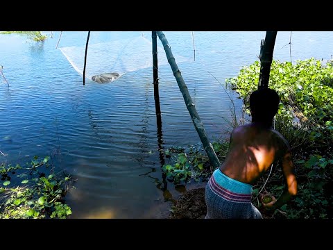Khora Net Fishing Video | Catch Lots Of Fish in big water hole | net fishing in River #netfishing