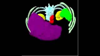 3D Abdominal Segmentation - Oxford Spatial Reasoning Group