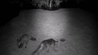 Fox Cub Rat Sandwich