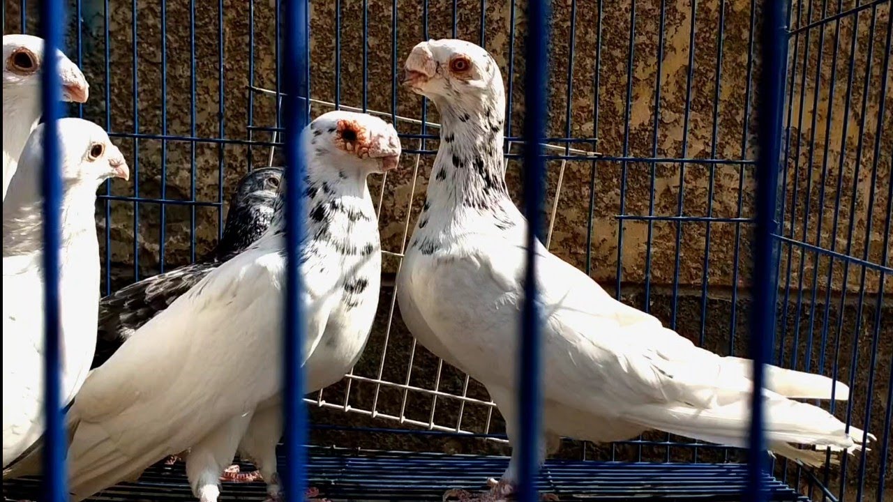 مدخل حارة الغزار بسوق السيده عائشه 💰💸🔥 وفرجه وأسعار الحمام الغزار والسحن.