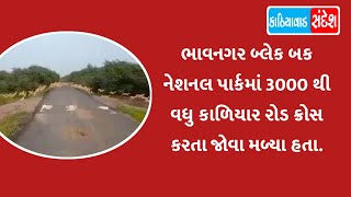 ભાવનગર બ્લેક બક નેશનલ પાર્કમાં 3000 થી વધુ કાળિયાર રોડ ક્રોસ કરતા જોવા મળ્યા હતા.