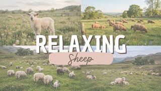 QuietSide Good Times: Relaxing with Gentle Sheep & Soft Ambient Music screenshot 4