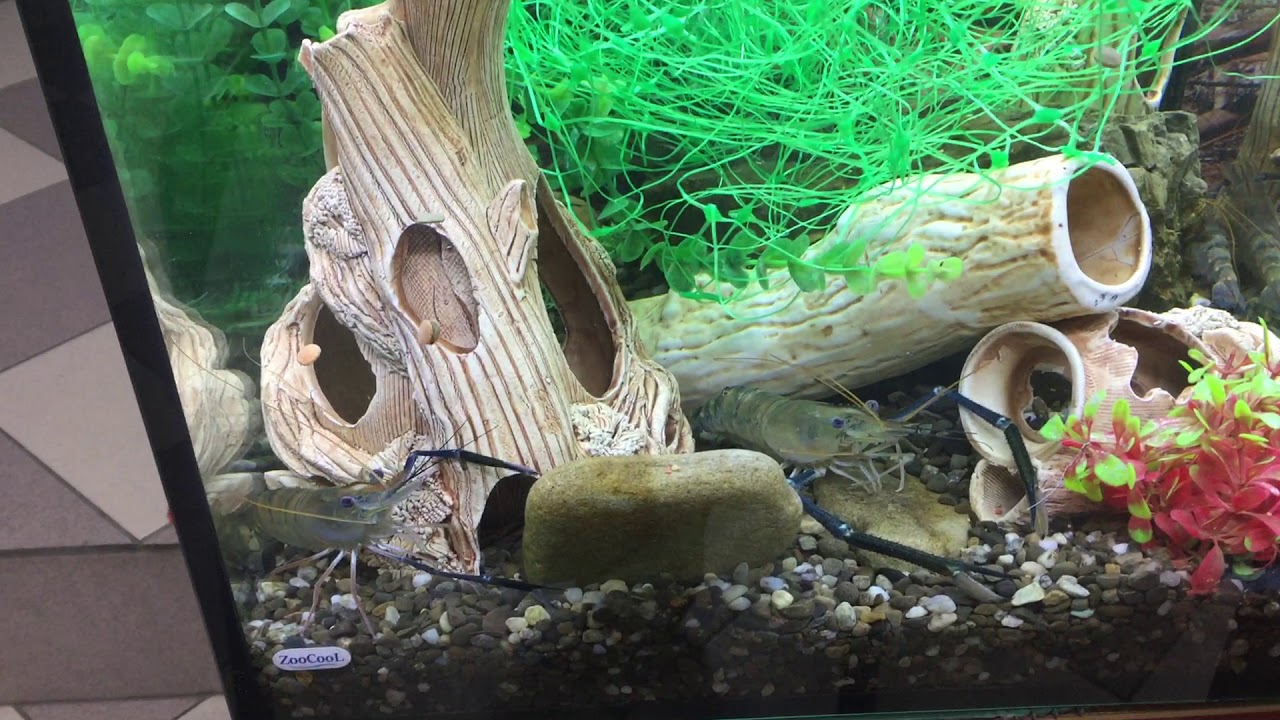 Кормление креветок Роземберга кормом Tetra Wafer Mix