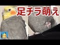 【マニア向け】足をしまう仕草は何度でも見たい【オカメインコ】