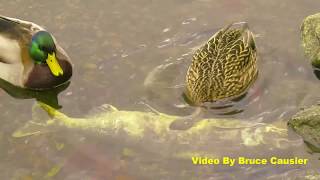 Duck Feasts On Dead Salmon by Bruce Causier 775 views 6 years ago 1 minute, 21 seconds