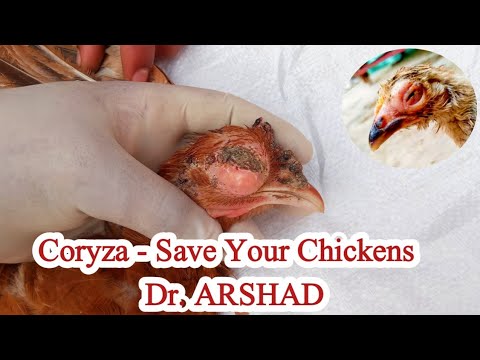 CORYZA in Chickens | Coryza Causes, Signs, Symptoms, Prevention and Treatment | Dr. ARSHAD