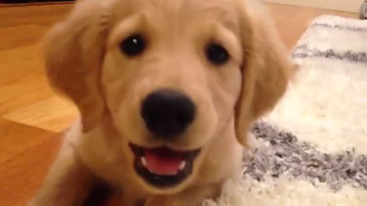 Piper The Comfort Retriever Mini Golden Puppy First Month Home 8 13 Weeks Youtube