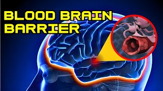 Blood Brain Barrier Structure, Function