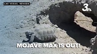 Celebrity Mojave Max sets new record for latest emergence in Southern Nevada Profile