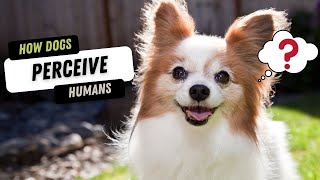 Are Humans Like Dogs to Dogs?