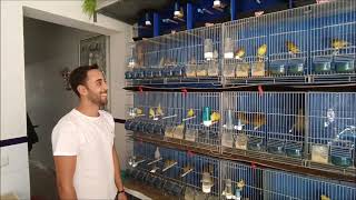 : AVIARIO JOSE JOAQUIN | FIFE FANCY CANARIOS |