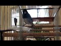 Papa Capim Tui Tui Canto lindo para encarte