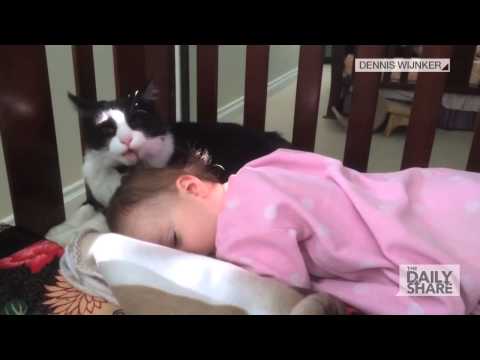 Adorable cat snuggles up to toddler and gives her a bath fit for a kitten