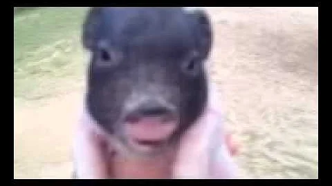 Meet Spot our new pig