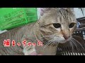自ら捕まりにくる猫 The cat who comes to be caught voluntarily