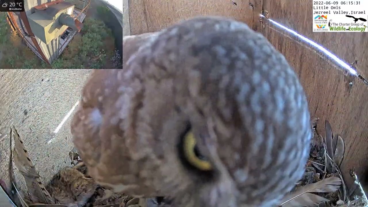 Little owl come up to the LIVE Little Owl Israel Cam 1 YouTube
