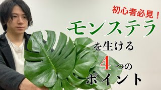 【初心者】モンステラの簡単綺麗な生け方を詳しく解説！！【いけばな】