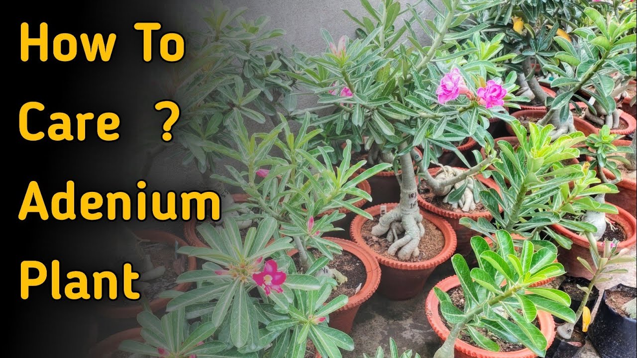 Adenium Plant Care In Hindi YouTube Adenium Plant Care In Hindi YouTube