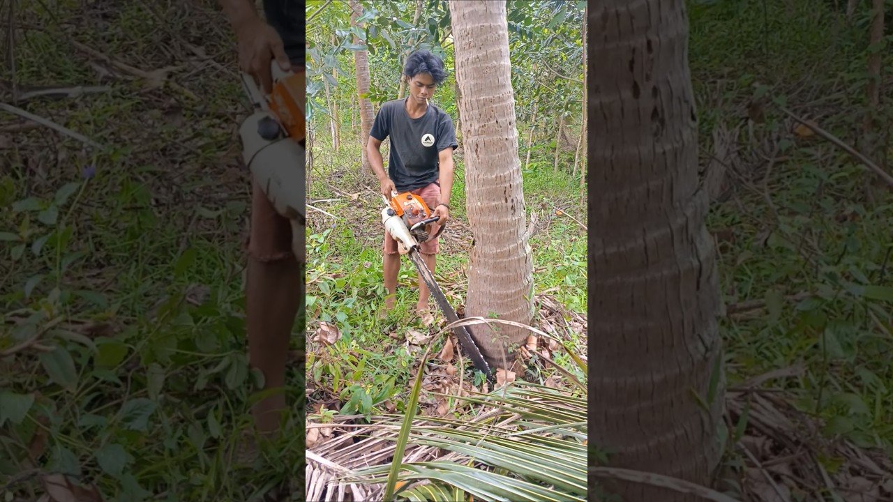 Wooow‼️Coconut tree felling