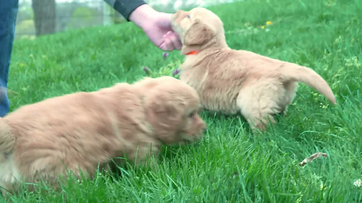 Mike Garber's Golden Retrievers puppies