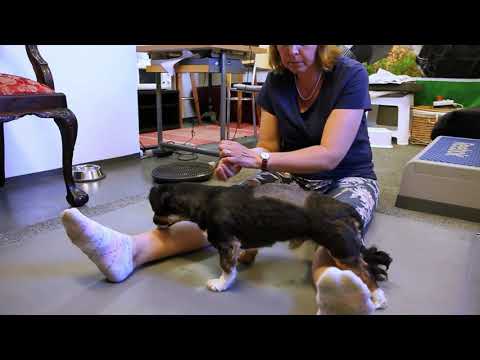Video: Koiranrattaat - Ylellisyys Tai Välttämättömyys