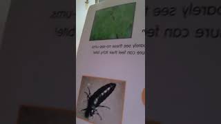 Creepy Crawlies A to Z book by Louisa Ainsworth