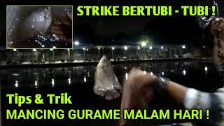 TRIK MANCING GURAME MALAM HARI ‼️UMPAN GURAME MALAM HARI || PEMANCINGAN MJ MUARA JAYA