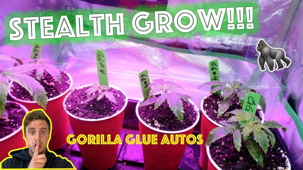 Stealth Cannabis Grow Intro:  Gorilla Glue Autoflower Grow in Bedroom Closet