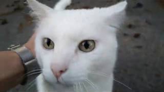 White cat by StreetWorld Cats 366 views 3 years ago 1 minute, 29 seconds