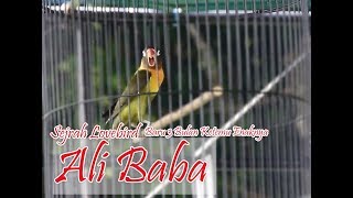 Kisah Sukses  Lovebird Ali Baba Ketemu Enaknya Baru 2 Bulan Di Tawar 150 Juta Tidak Di Kasih