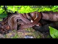 Snakes Conference| Udupi Snakes| amphiesma stolata| ಹಾವುಗಳ ಸಮಾವೇಶ