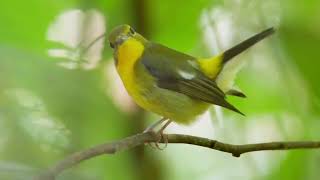 Burung Penangkap Lalat Punggung Hijau: Nyanyian \u0026 Suaranya! 🐦🌿