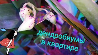видео: ОРЗОР орхидей. Дендробиумы в квартире. картинка: ОРЗОР орхидей. Дендробиумы в квартире.