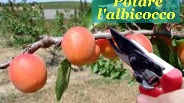 In che luna potare le piante da frutto?