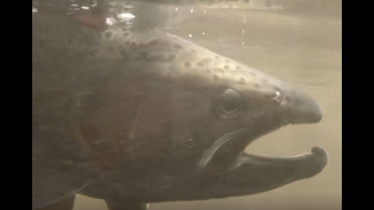 Epic Trophy Trout Southern California Fly Fishing YouTube