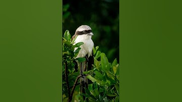 Lightroom Masking Secrets 🔥#lightroomtips #photoediting