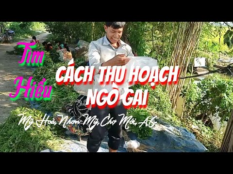 Video: Tìm hiểu về Thu hoạch ngò