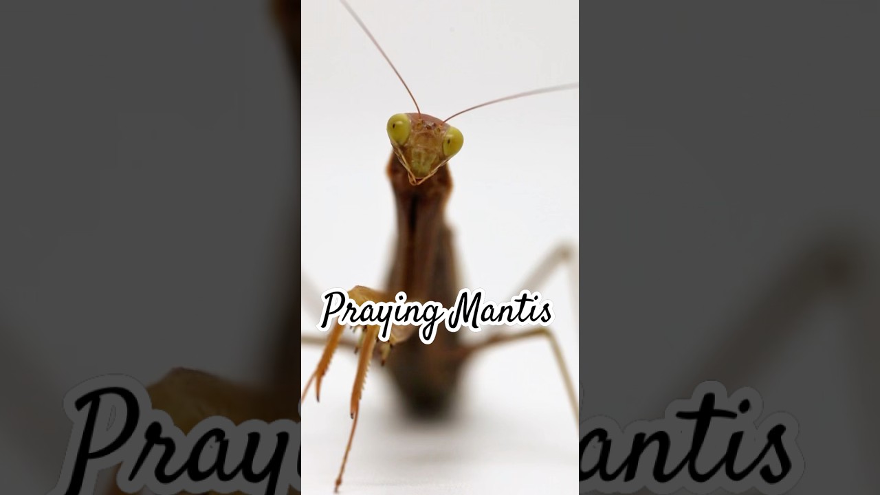 Praying Mantis👀 